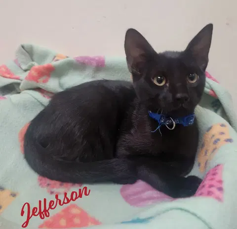 Watch the video of Jefferson