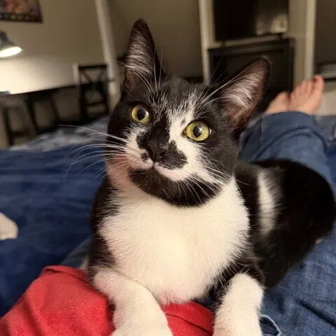 Bacardi, an adult female cat up for adoption