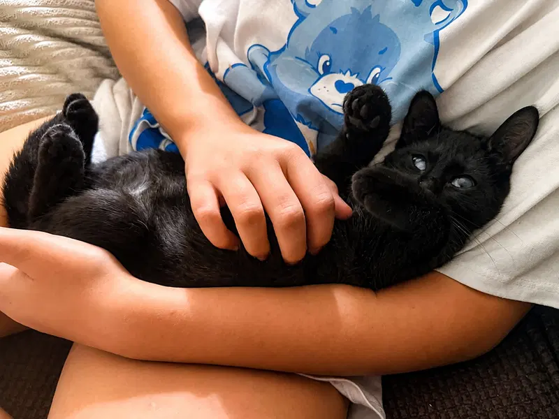 Jazz, a male kitten up for adoption