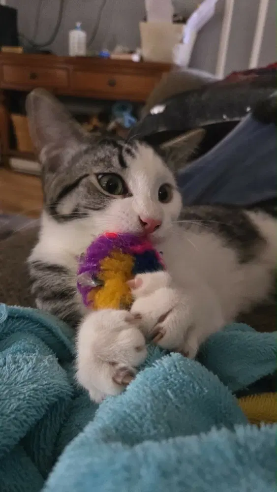 Mullet, a male kitten up for adoption