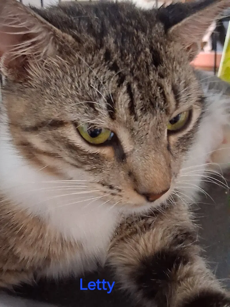 Letty, an adult female cat up for adoption
