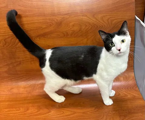 Watch the video of Petey