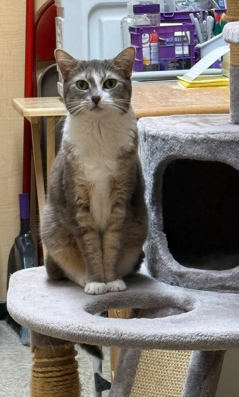 Rocket, photo 2