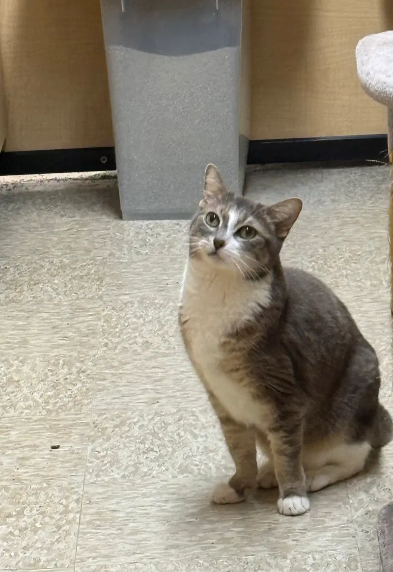 Rocket, photo 3