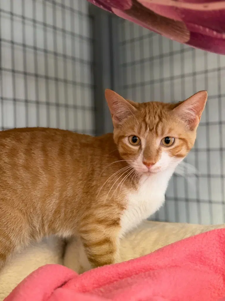 Taz, a young male cat up for adoption