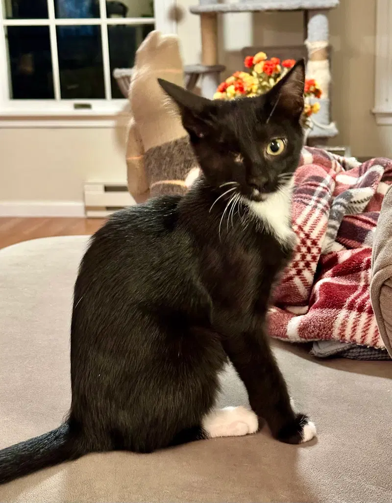 Jax, a male kitten up for adoption