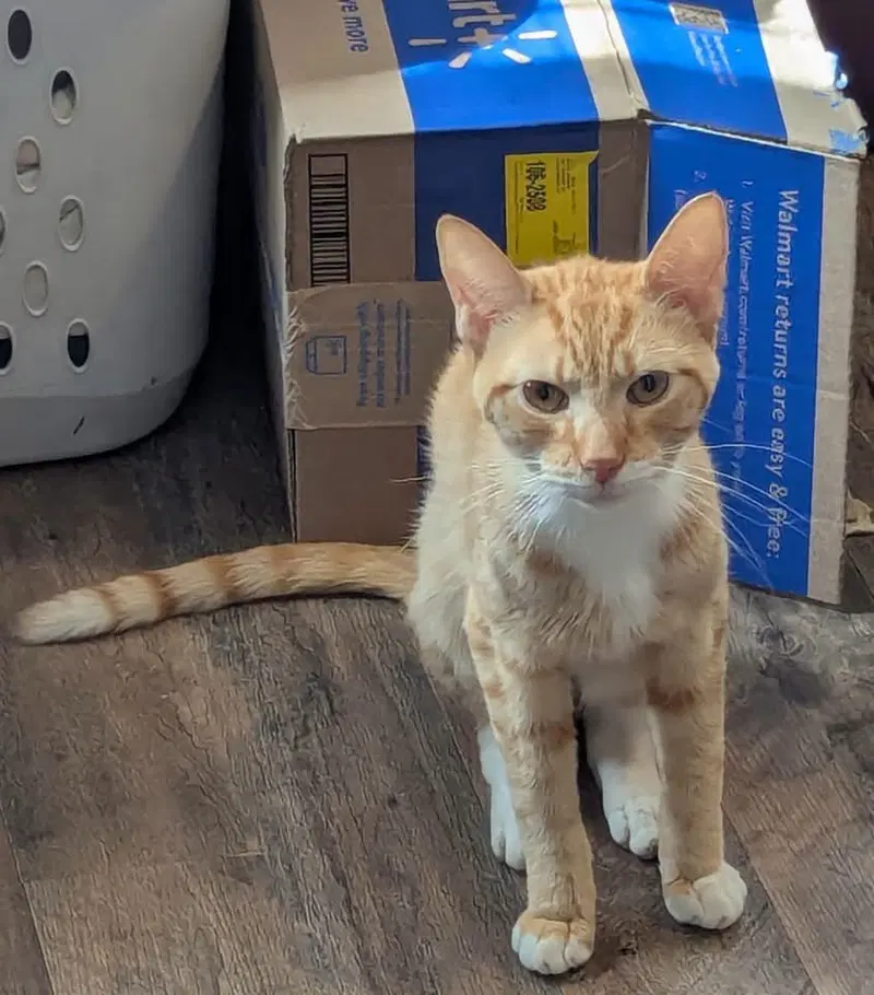 Nepri, an adult male cat up for adoption