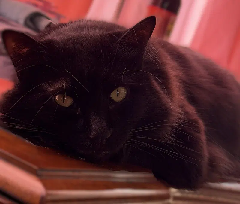 Sam, photo 3
