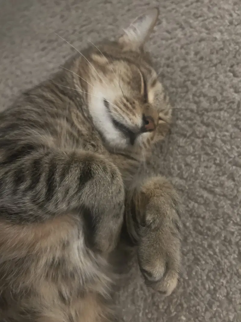 Smokey, photo 8