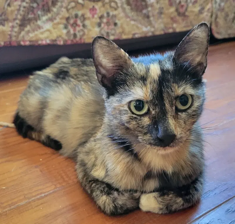Celeste, a young female Tortoiseshell cat up for adoption