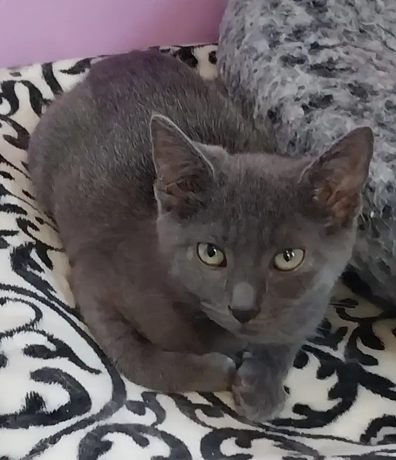 Martini IN FOSTER, a male kitten up for adoption