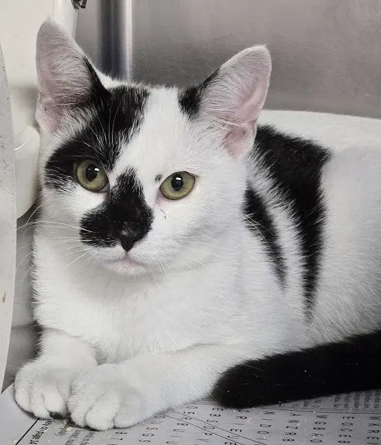 Twilight, a young female cat up for adoption