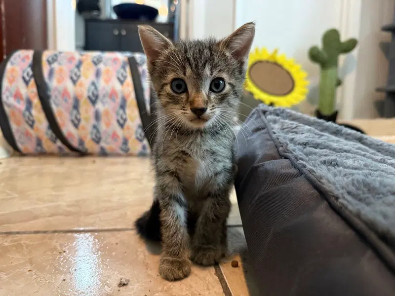 Oak 7.20.26, a male kitten up for adoption