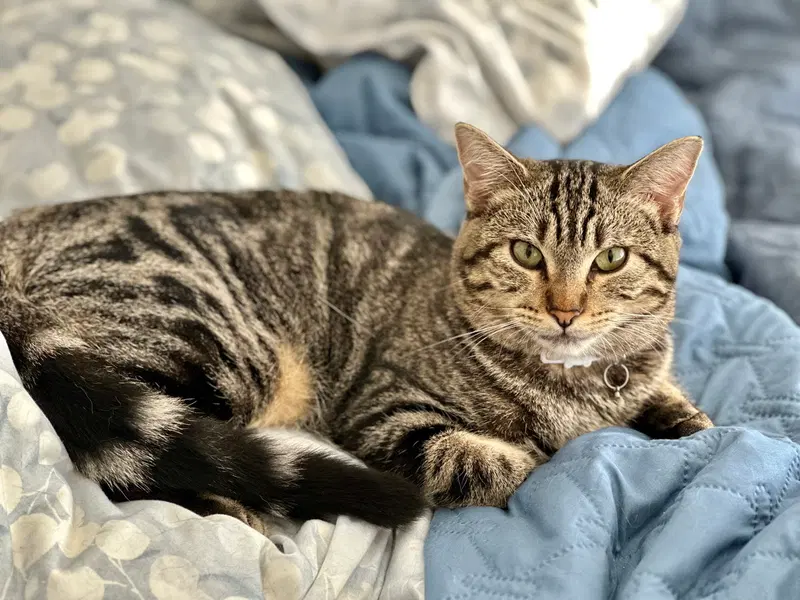 Chanel, an adult female cat up for adoption
