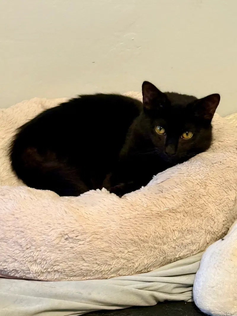 Fig, a young male Maine Coon cat up for adoption