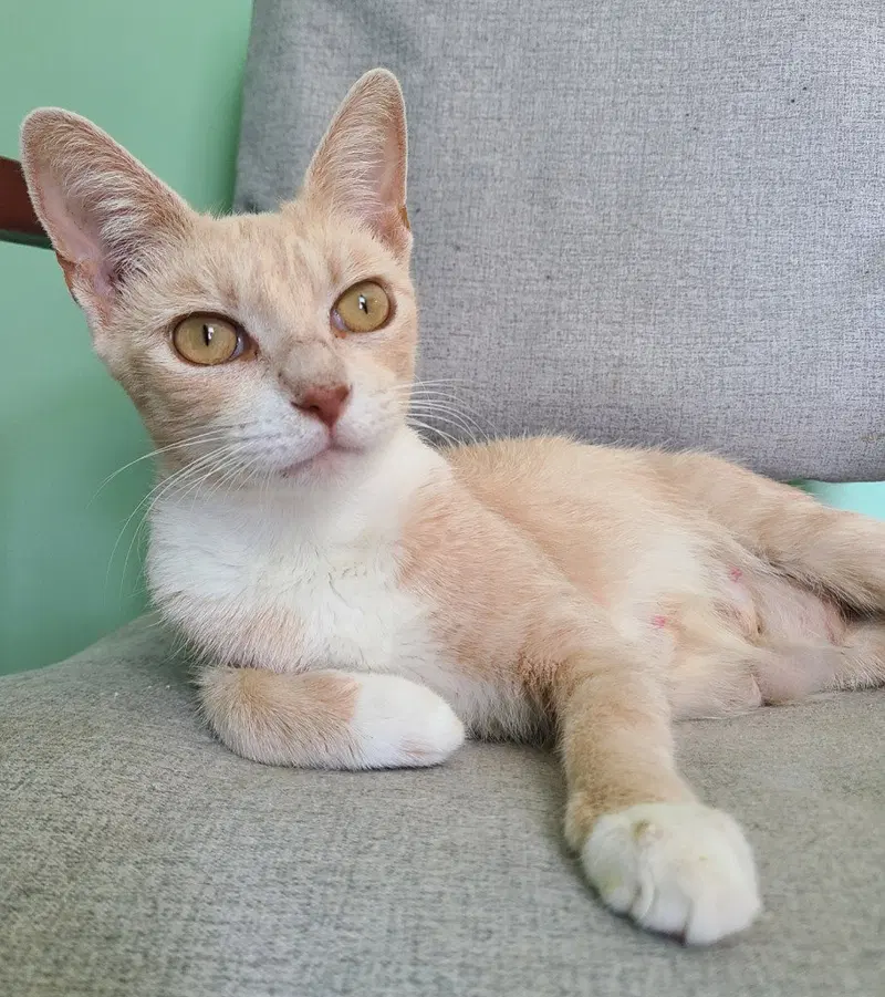 Marigold, an adult female cat up for adoption