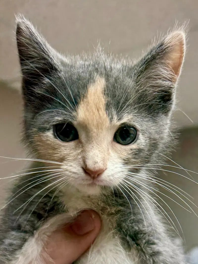 Cat, photo 3