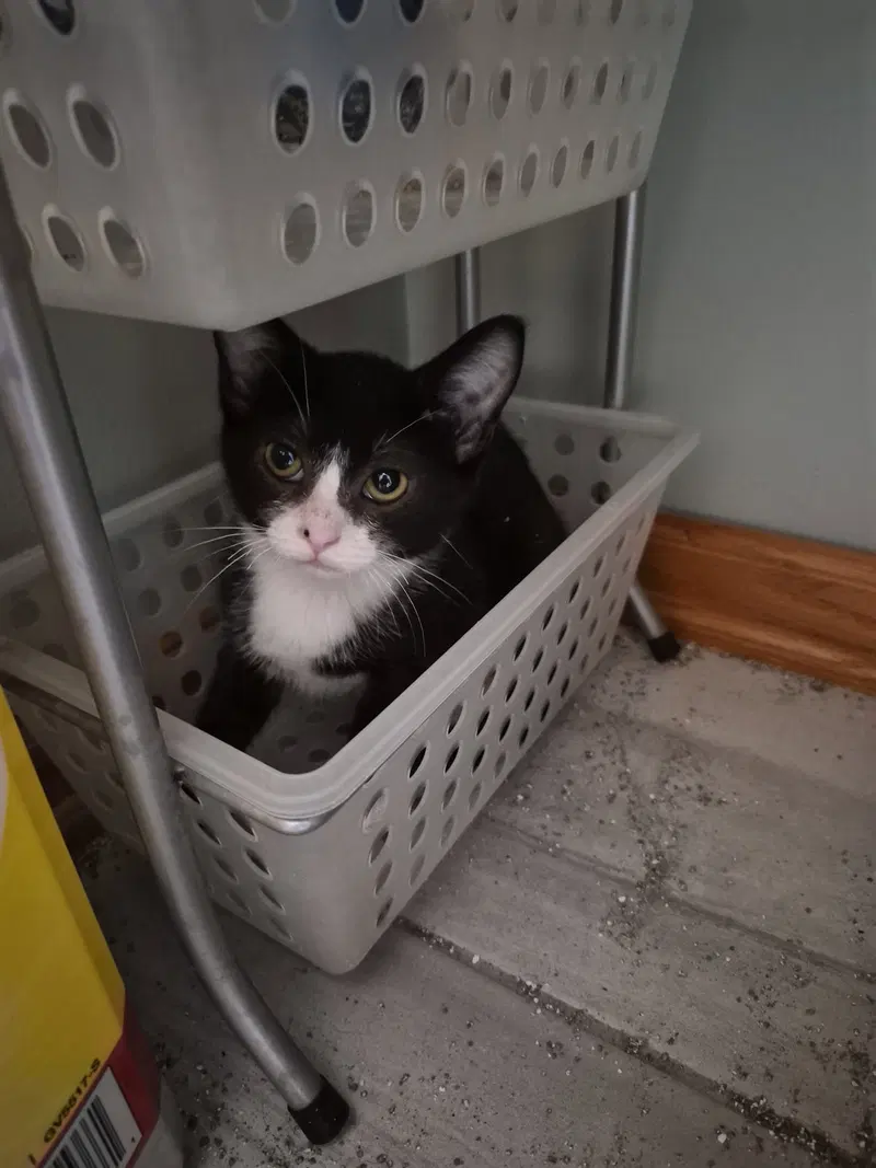 Tux, a female kitten up for adoption