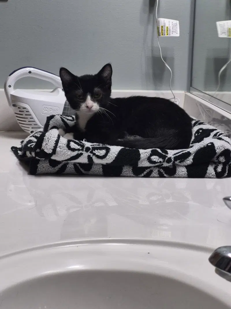 Tux, photo 2