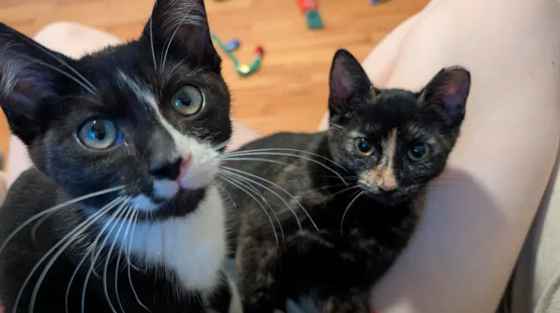 Paco and Peppa Bonded Pair, photo 2