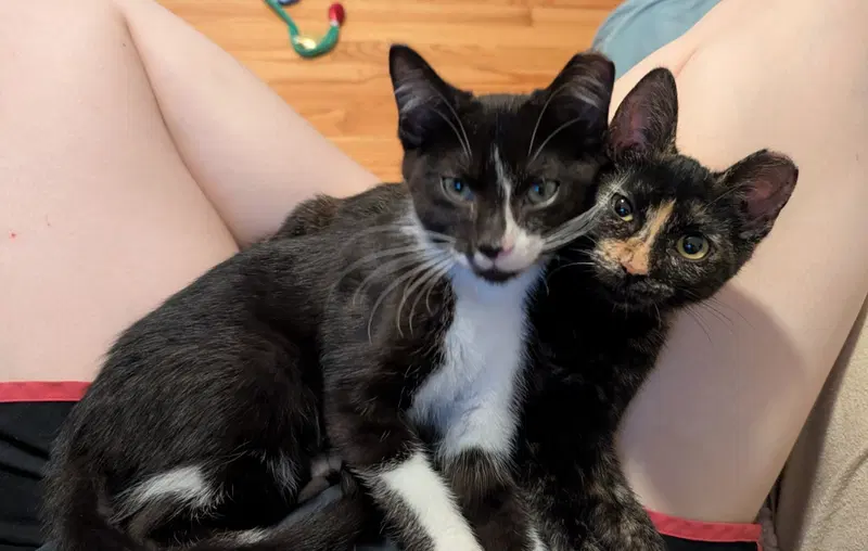 Paco and Peppa Bonded Pair, photo 3