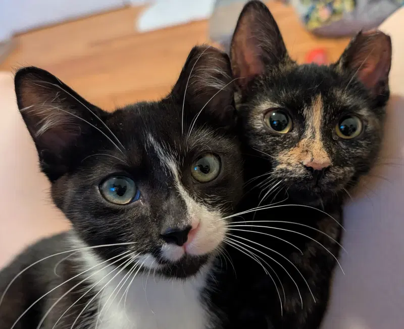 Paco and Peppa Bonded Pair, photo 4