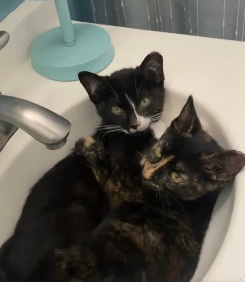 Paco and Peppa Bonded Pair, male kittens up for adoption