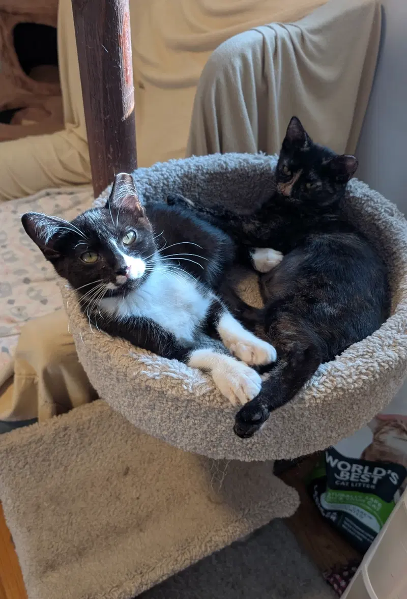 Paco and Peppa Bonded Pair, photo 5