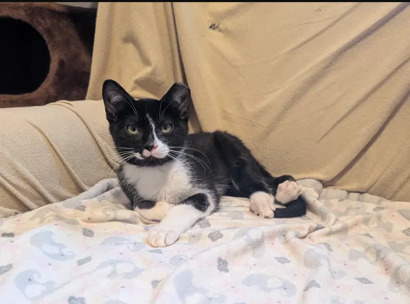 Paco and Peppa Bonded Pair, photo 6
