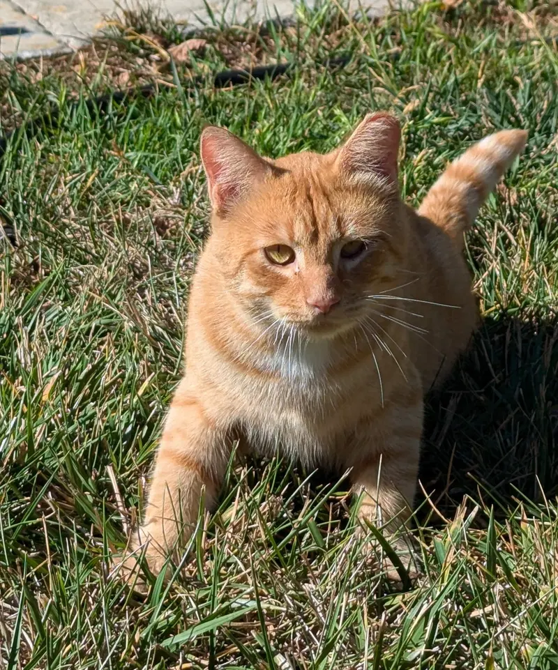 Milo, an adult male cat up for adoption