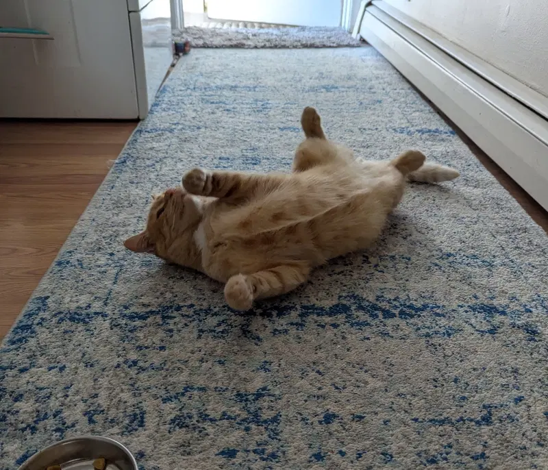 Milo, photo 3
