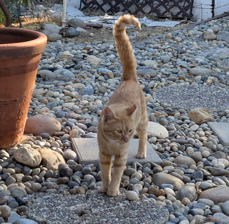 Milo, photo 4
