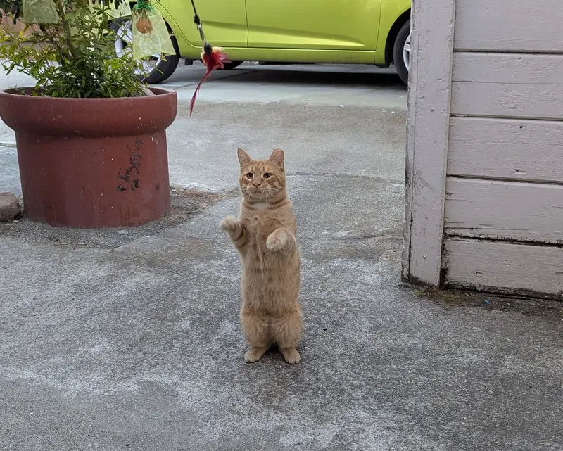 Milo, photo 2