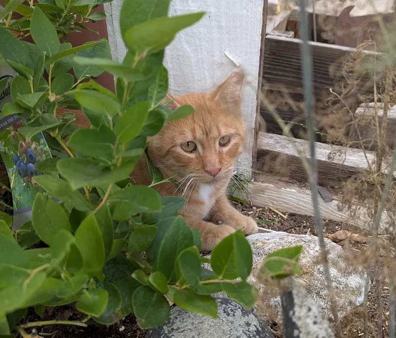 Milo, photo 5
