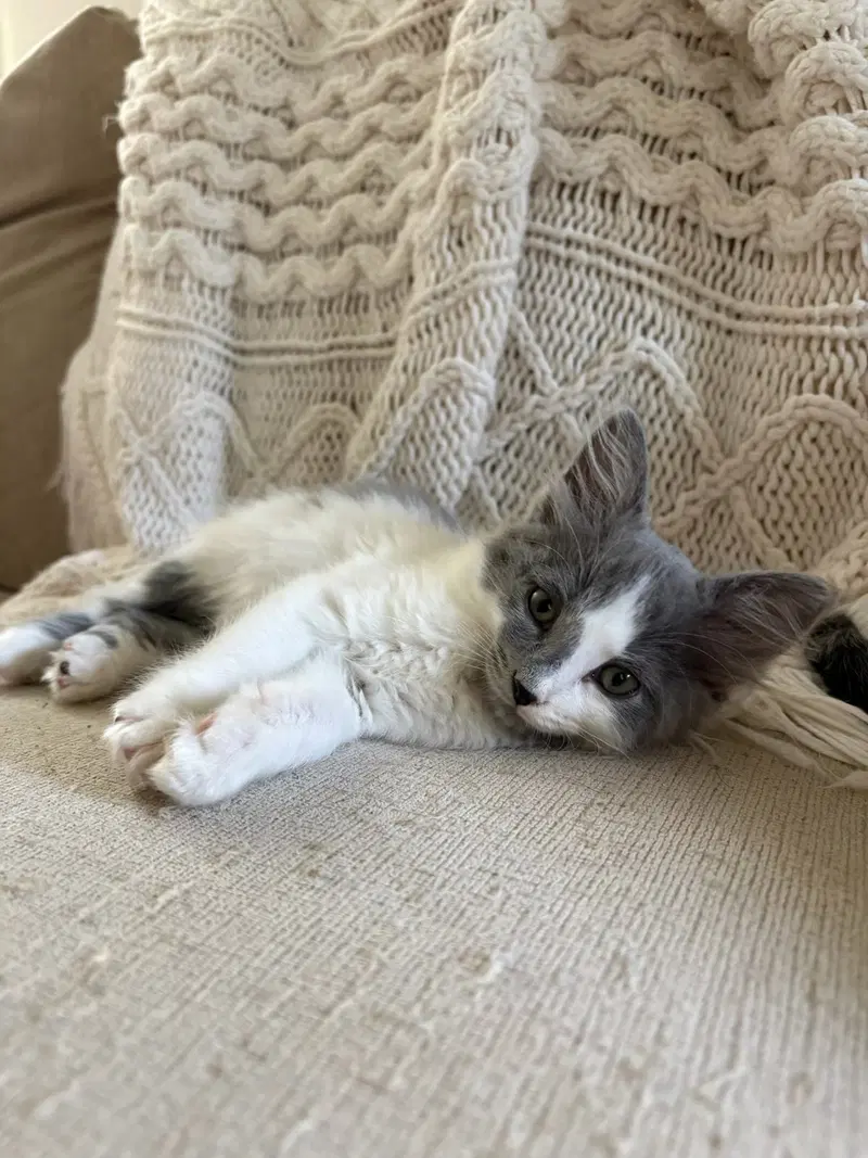 Georgie W/ Jay, a male kitten up for adoption