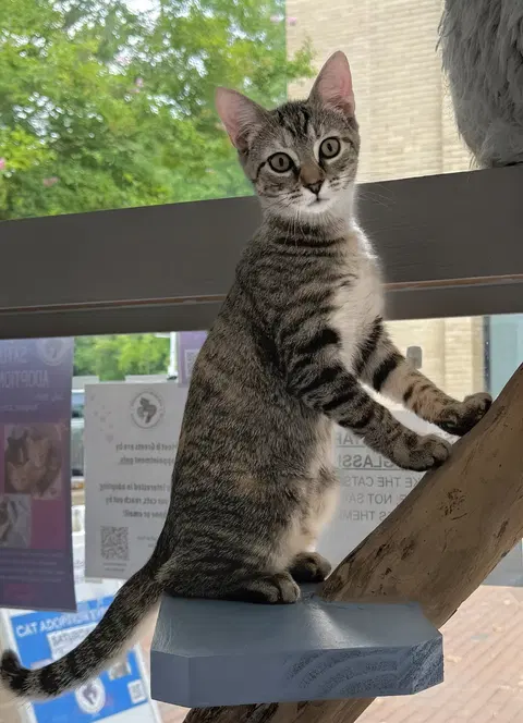 Watch the video of Ginger