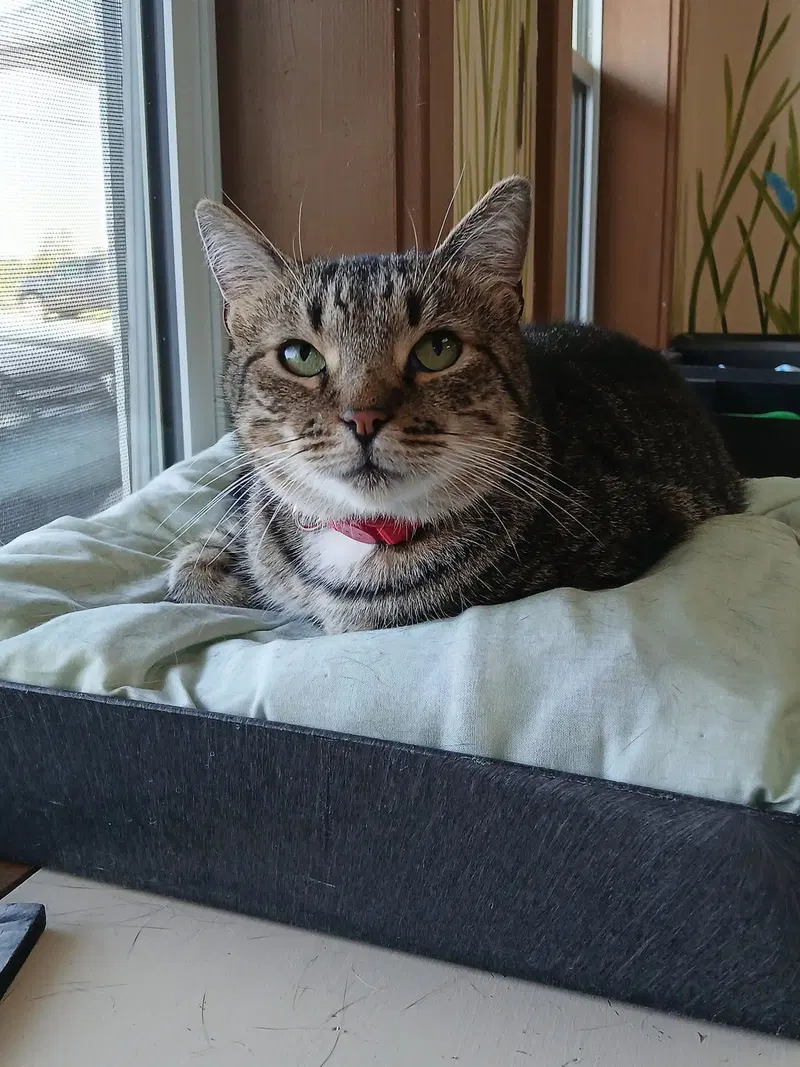 June, an adult male Tabby cat up for adoption
