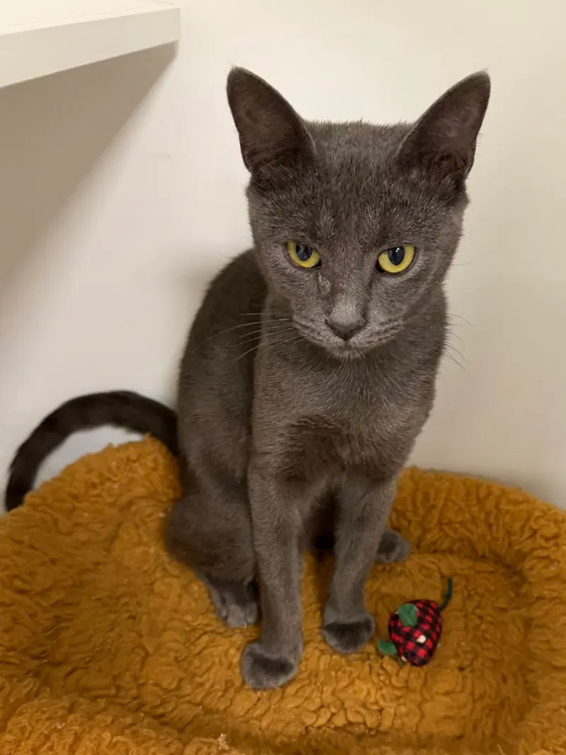 Truist, a male cat up for adoption