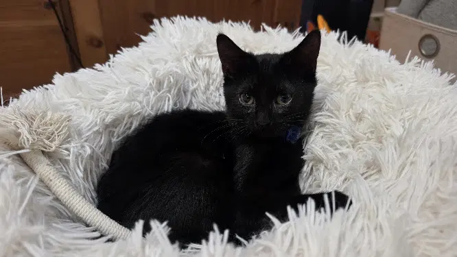 Berlioz, photo 2
