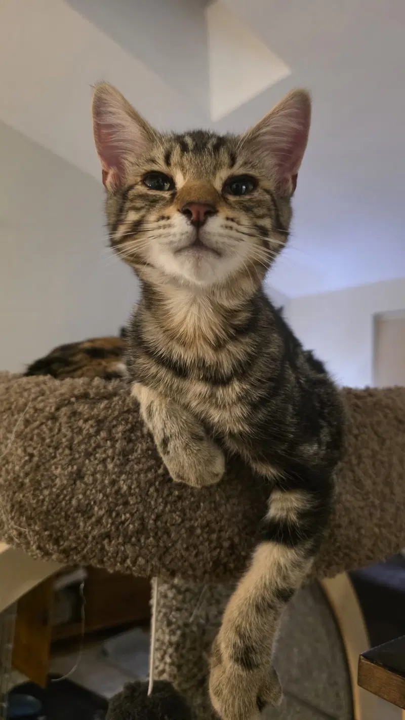 Toulouse, a male cat up for adoption