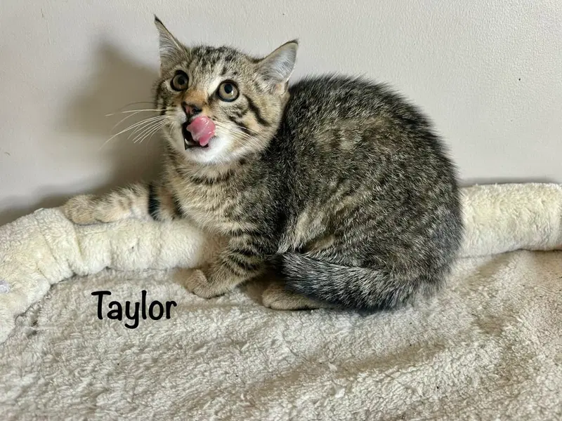 Singer Kitties, photo 2