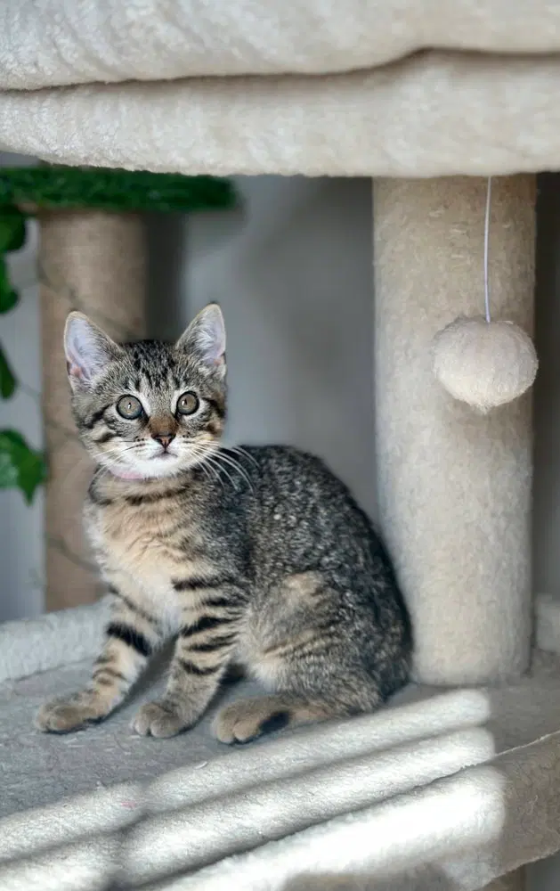 Singer Kitties, photo 3