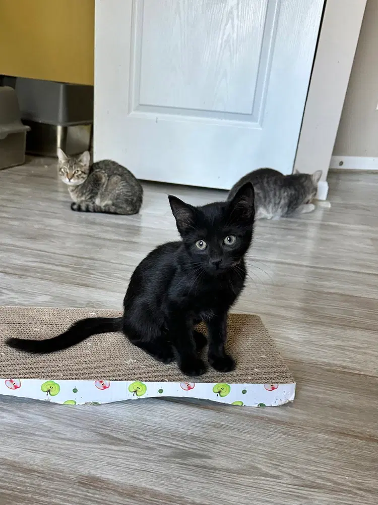 Julia Kitty, a young female cat up for adoption