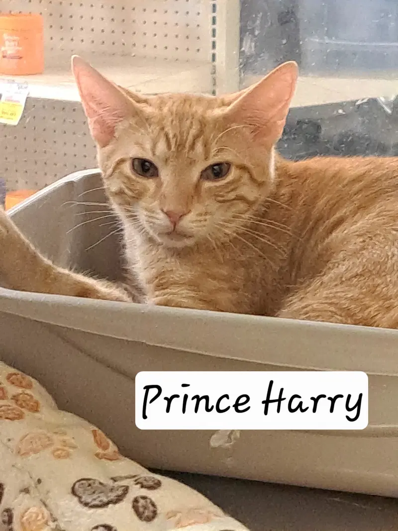 Prince Harry, photo 2