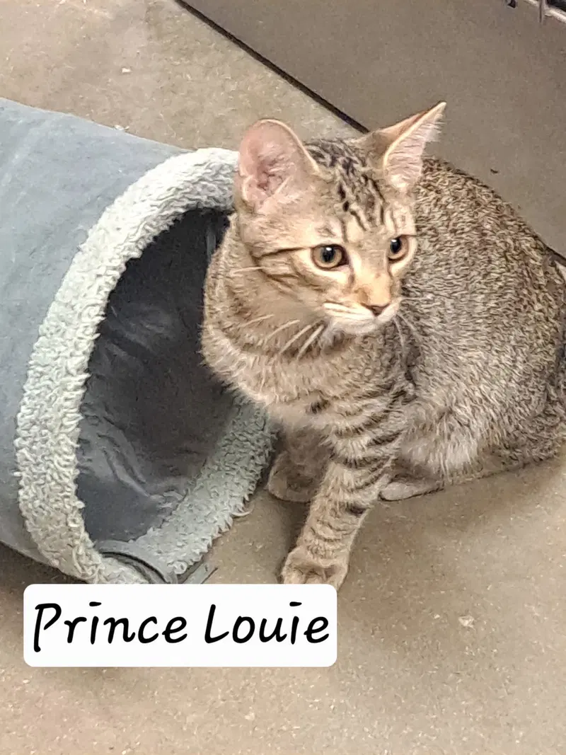 Prince Louie, photo 2