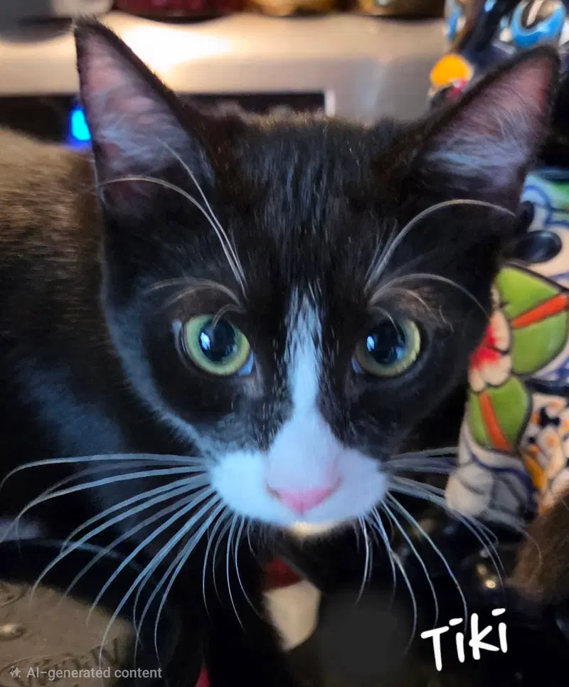 Tiki, photo 7