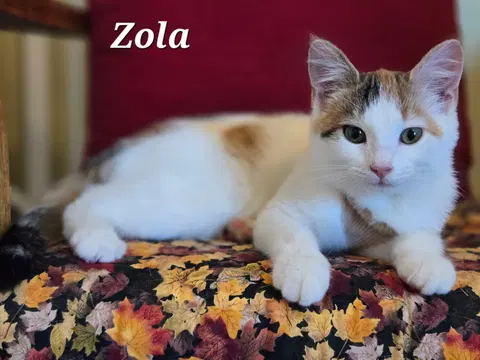 Watch the video of Zola