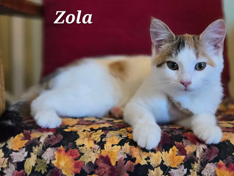 Zola, a young female cat up for adoption