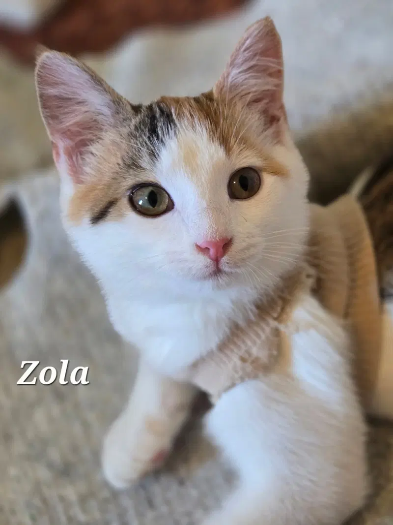 Zola, photo 2