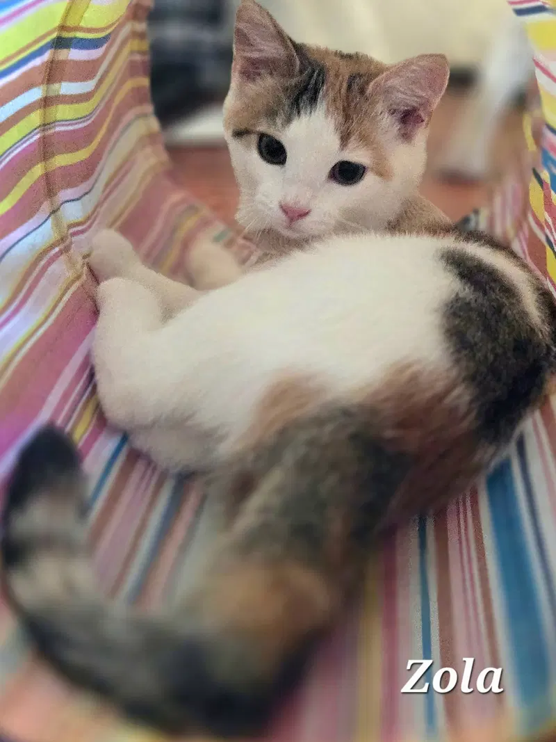 Zola, photo 3